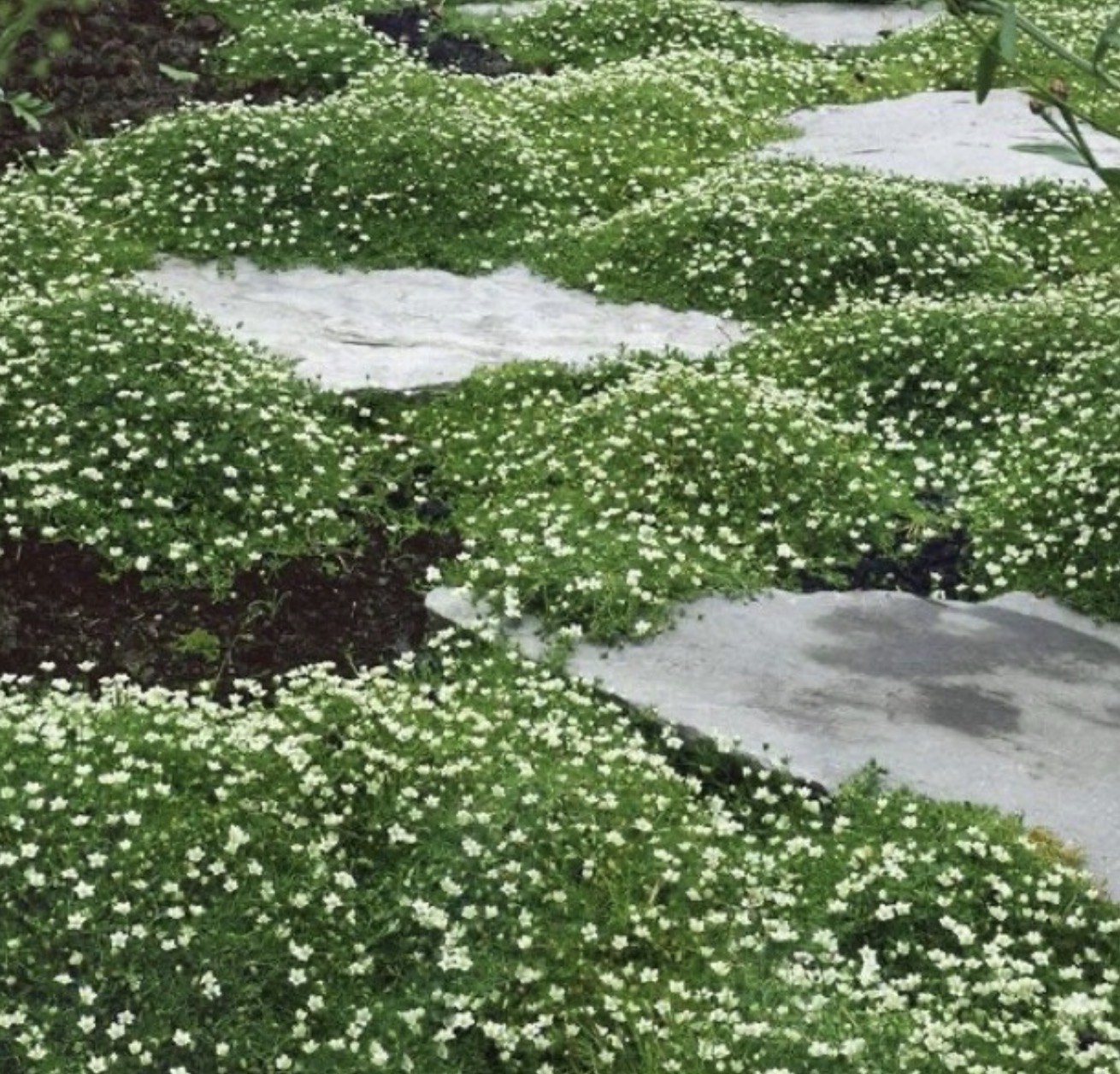 Garden stone path with white flowers